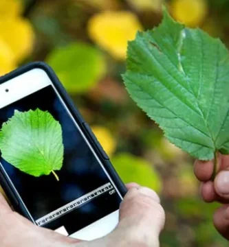 Apps para reconocer plantas