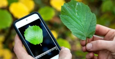 Apps para reconocer plantas