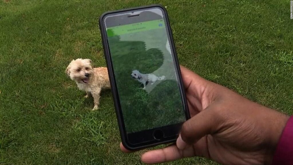 Mejores Aplicaciones para Reconocer la Raza de un Perro