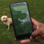 Mejores Aplicaciones para Reconocer la Raza de un Perro