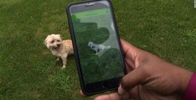 Mejores Aplicaciones para Reconocer la Raza de un Perro